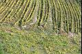 Vineyards from Chateau-Chalon IMGP2875